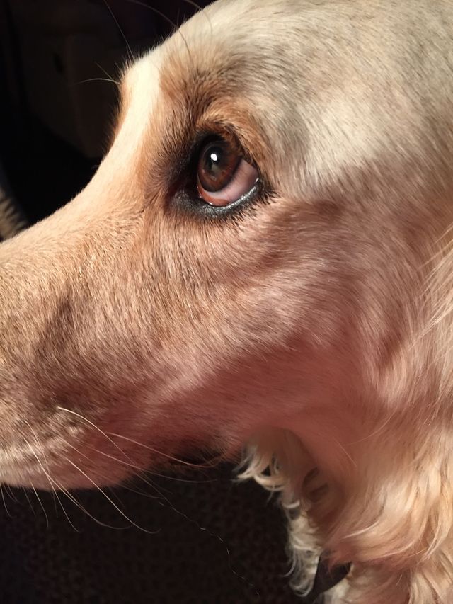 Golden