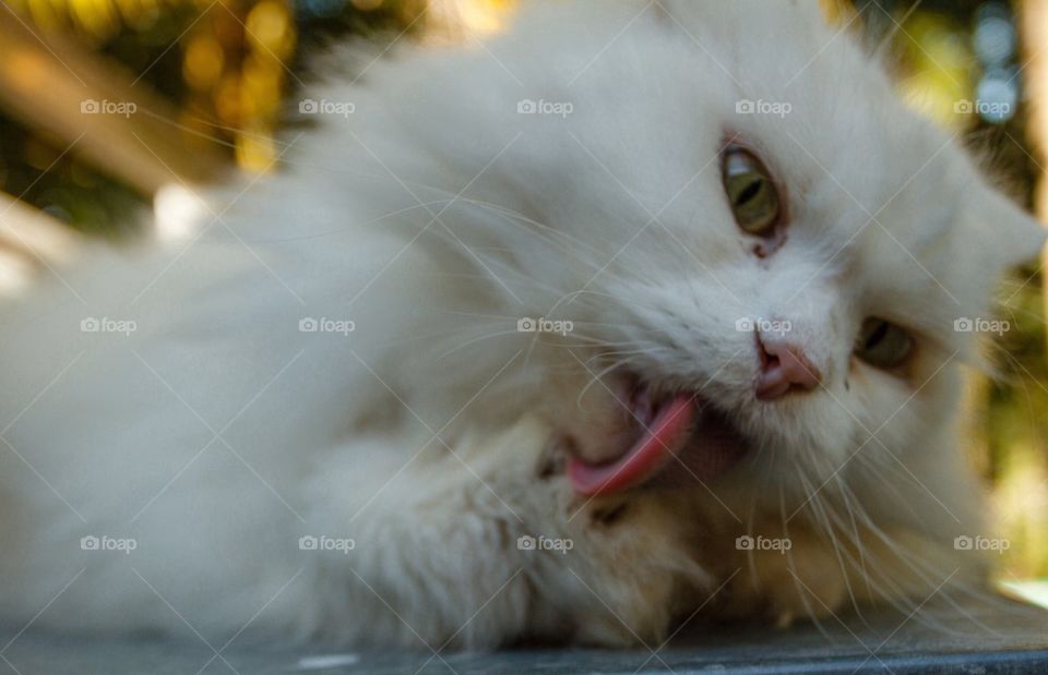 Cat Grooming herself