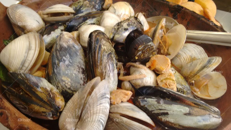 Shellfish, Seafood, Shell, Bivalve, Clam