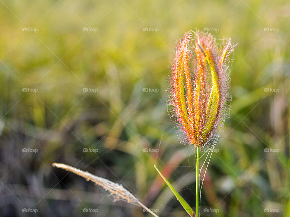 swollen finger grass