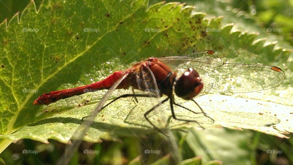 summer#dragonfly#nature