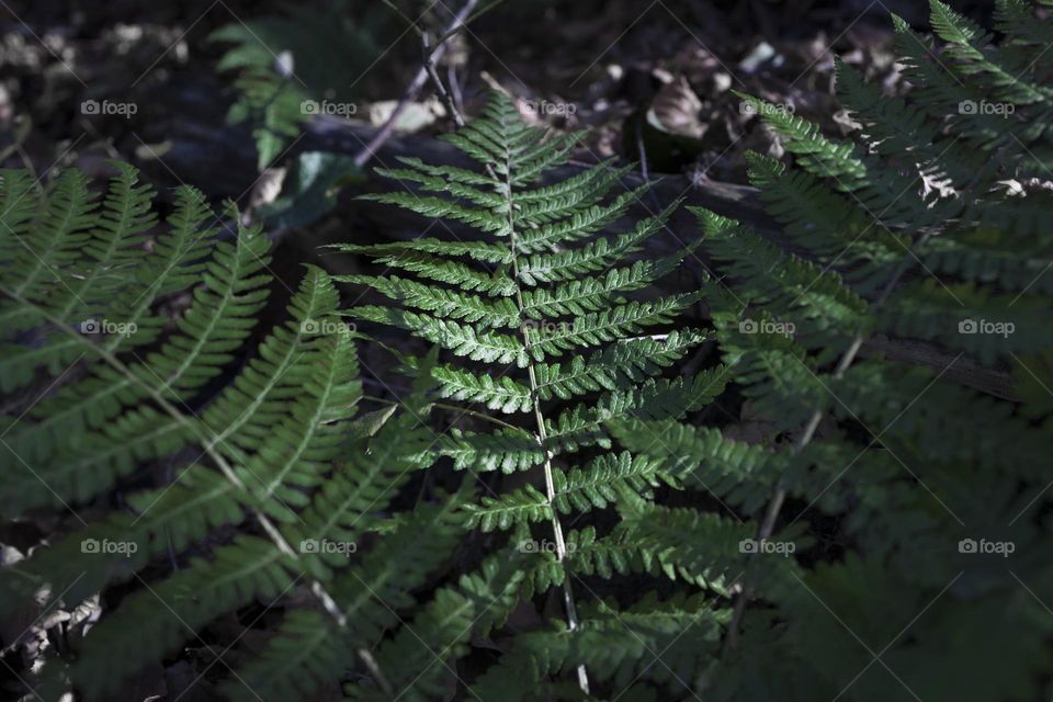 Green  fern in forest . Natural floral fern background