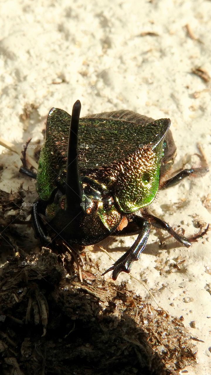 Male rainbow scarab also called Phanaeus vindex with a horn on the head indicating it’s a male, usually native from south Florida but found in central eastern Florida. 