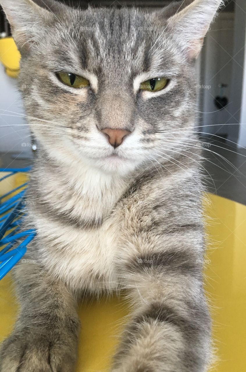 Cutest Pets in the World 