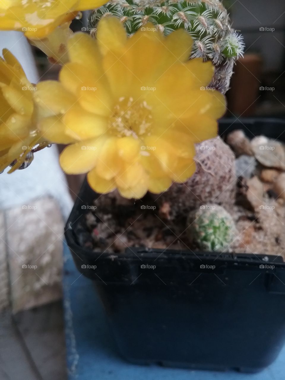 close up Sulcorebutia langeri flower