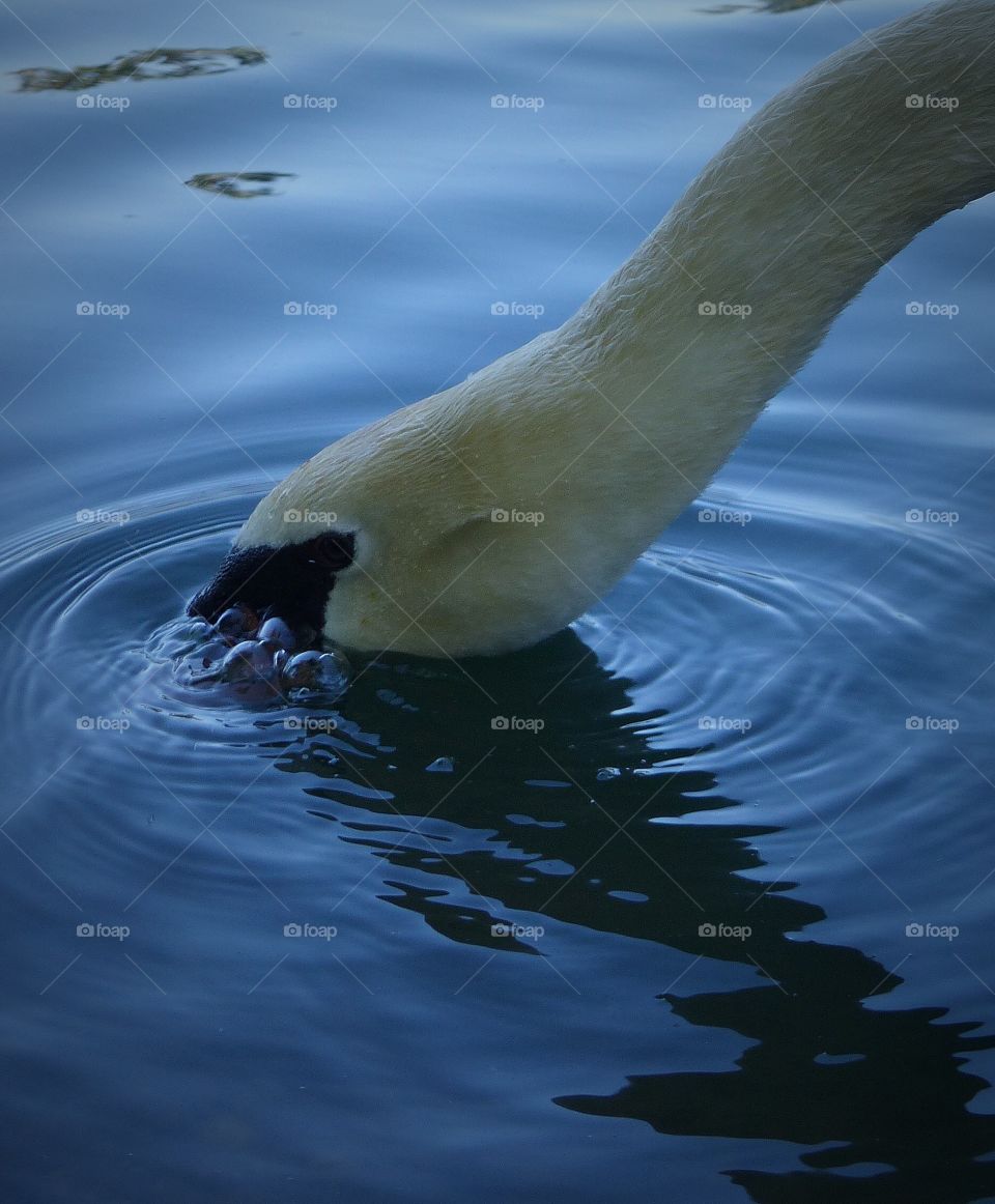 Swan blowing bubbles side view 