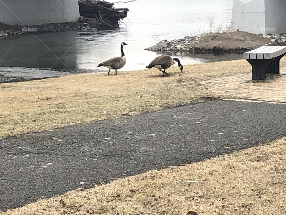 Geese