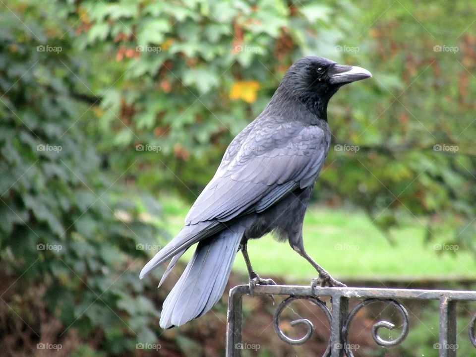 Crow perched on a park fence