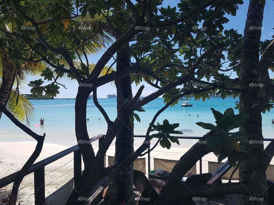 Tropical silhouetted tree