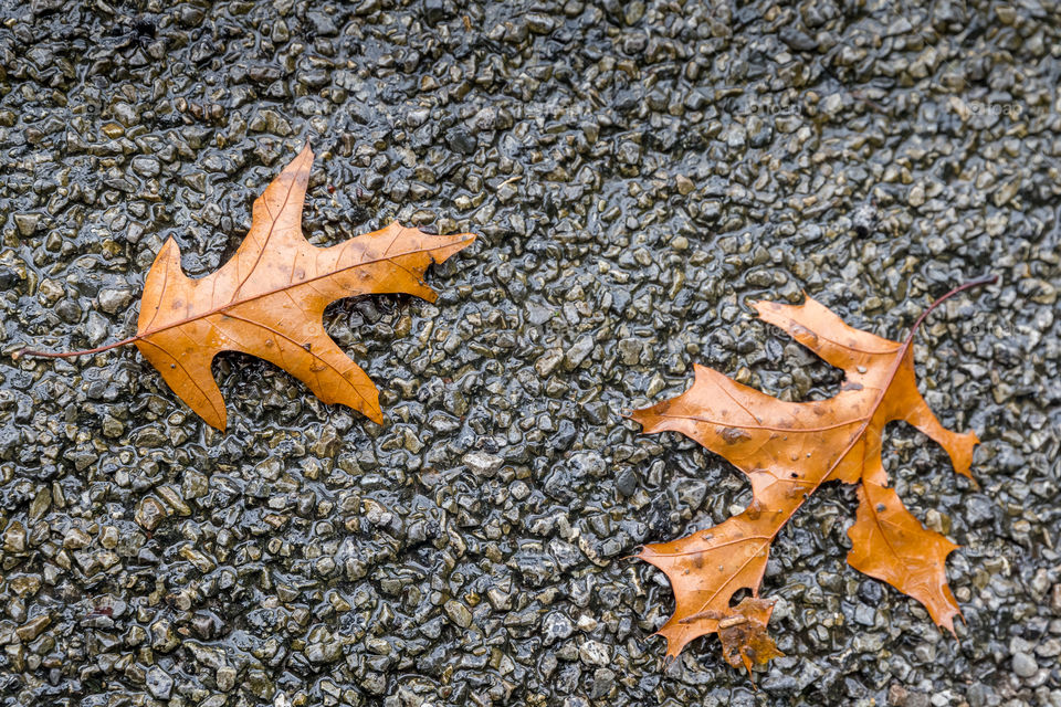 Fallen autumn leaves on the ground under the rain