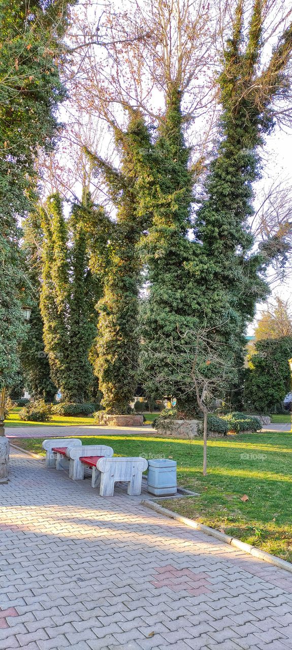 park, nature, moss, tree, trees, forest