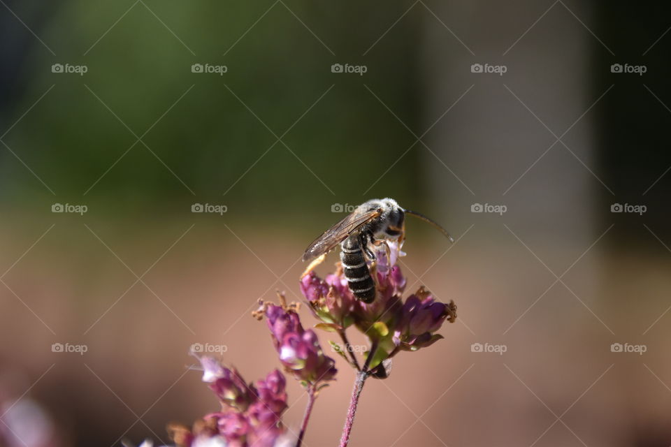 Makro sind f a on a blossom