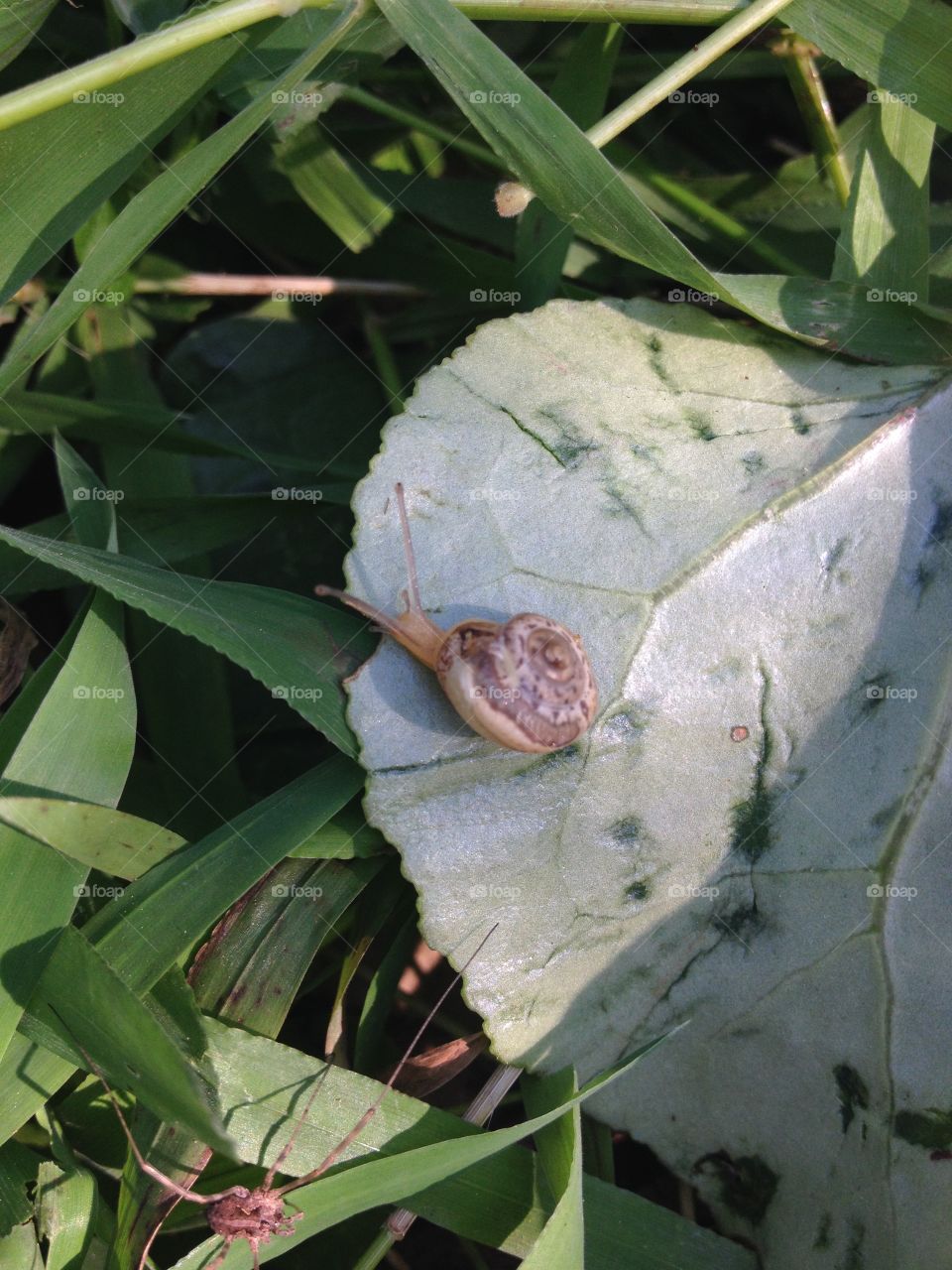 Snail in green leaf