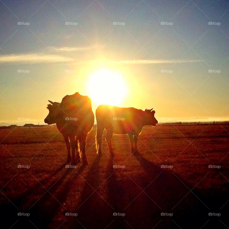 sunshine ranch