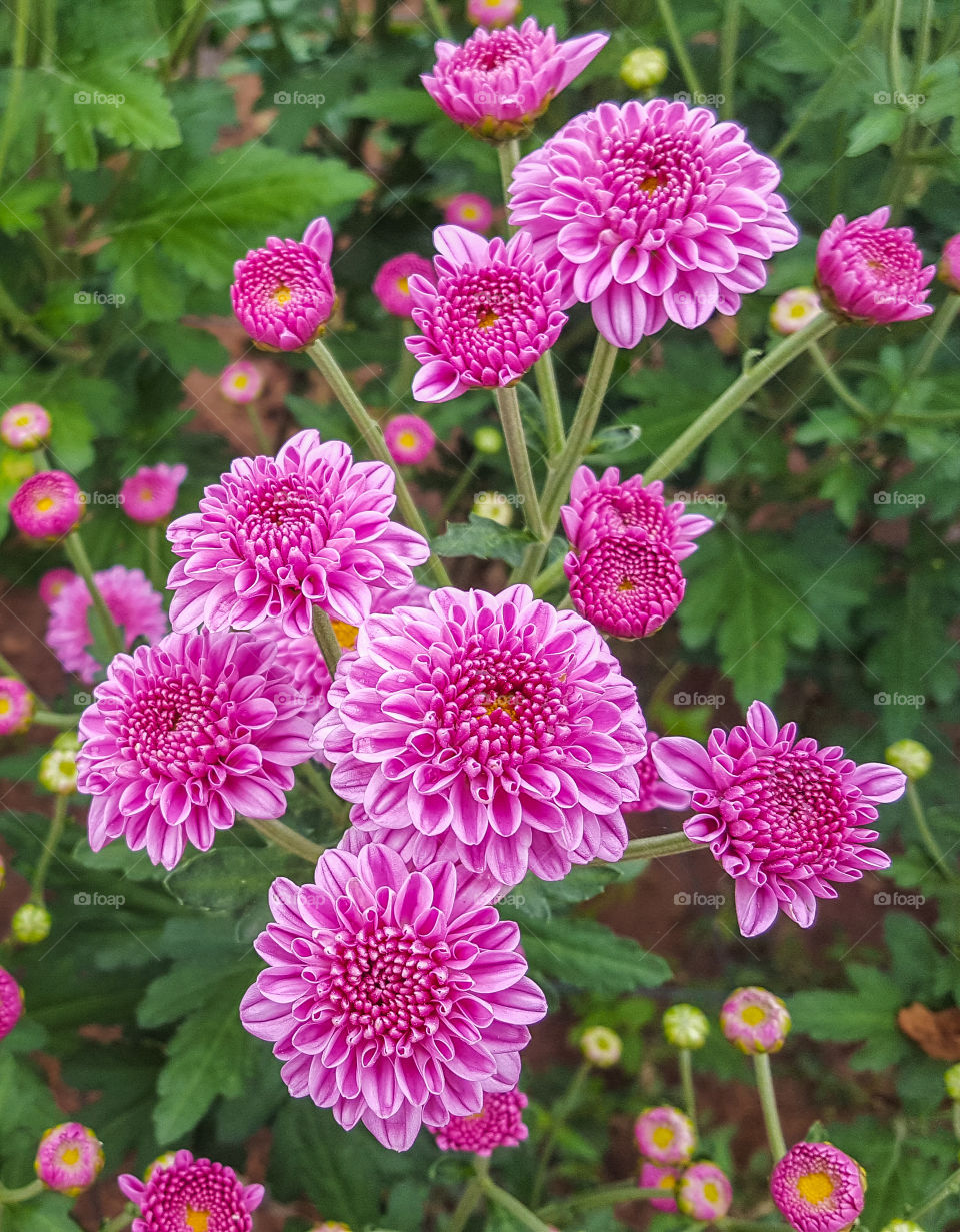 Pink flowers blooming in garden