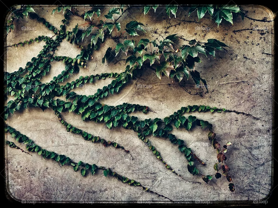 Natures art