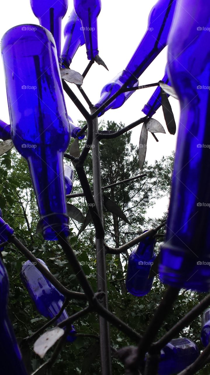 blue bottle tree