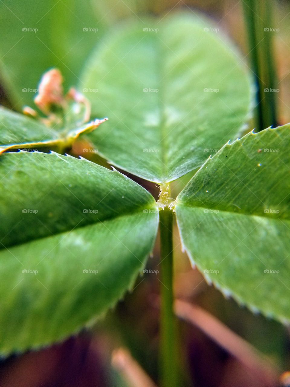 macro leaf 5 (clover)
