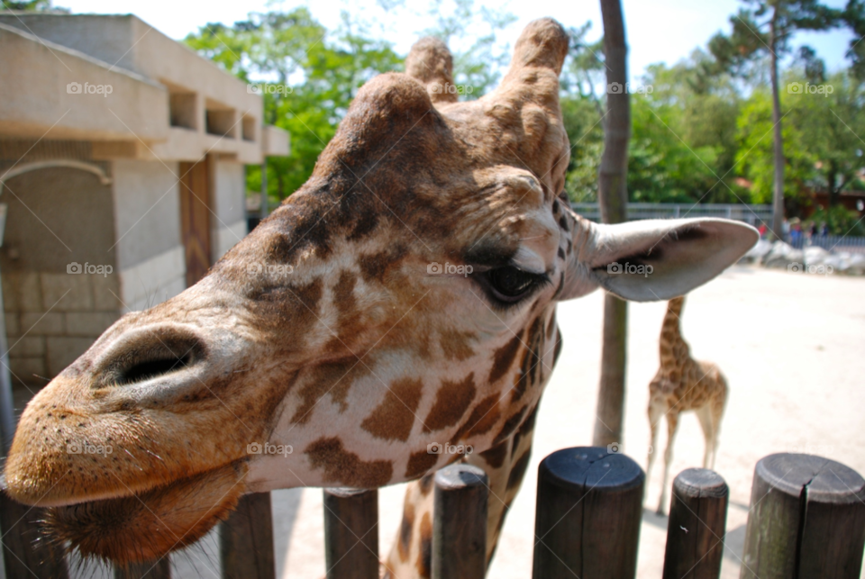 animal eye zoo girafa by jama