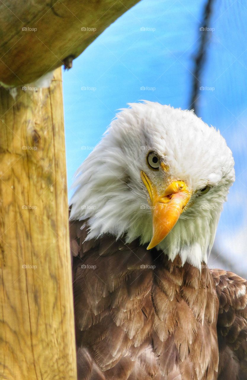 Ecomuseum Montreal - Bald Eagle 