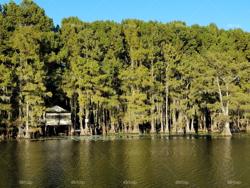 Caddo Lake Swamp Hut 2.
