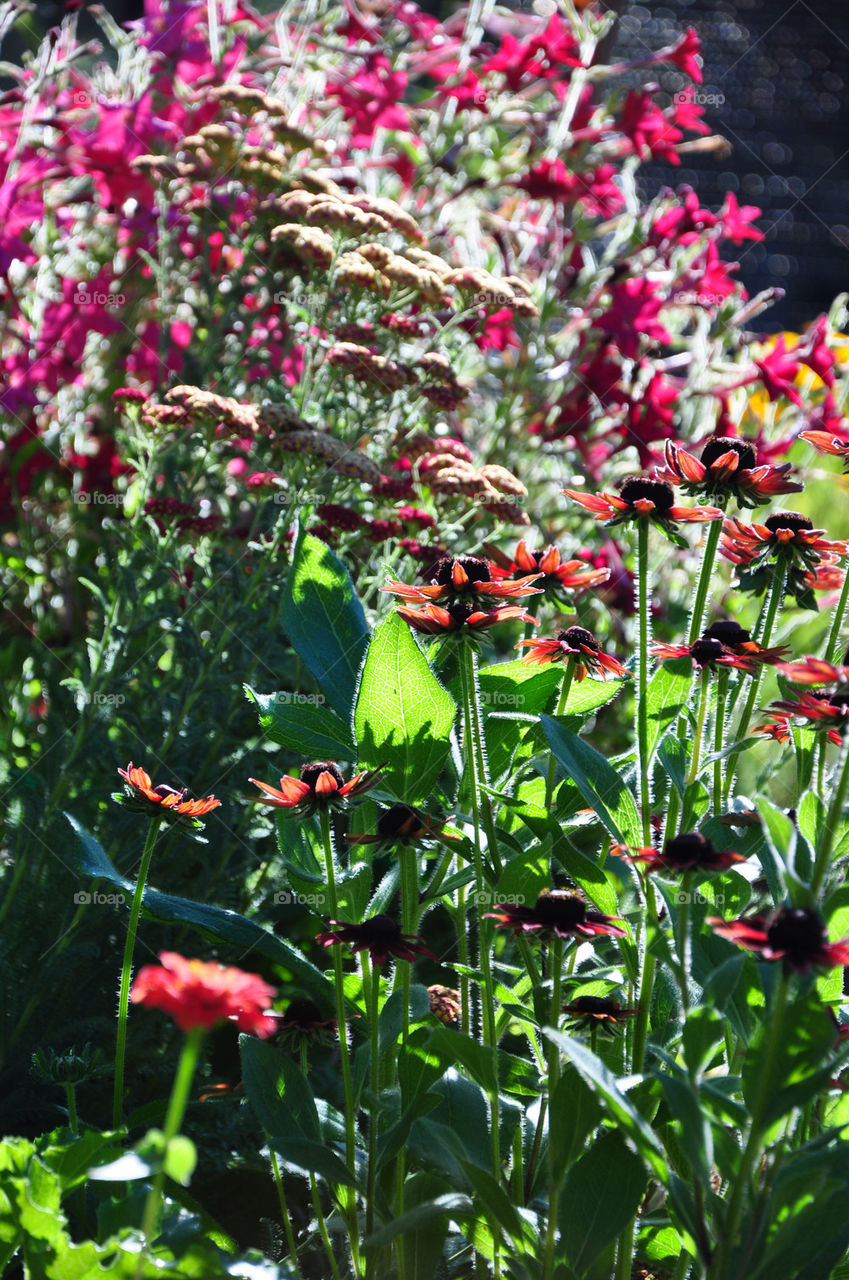 Sunny Bright Cottage Garden