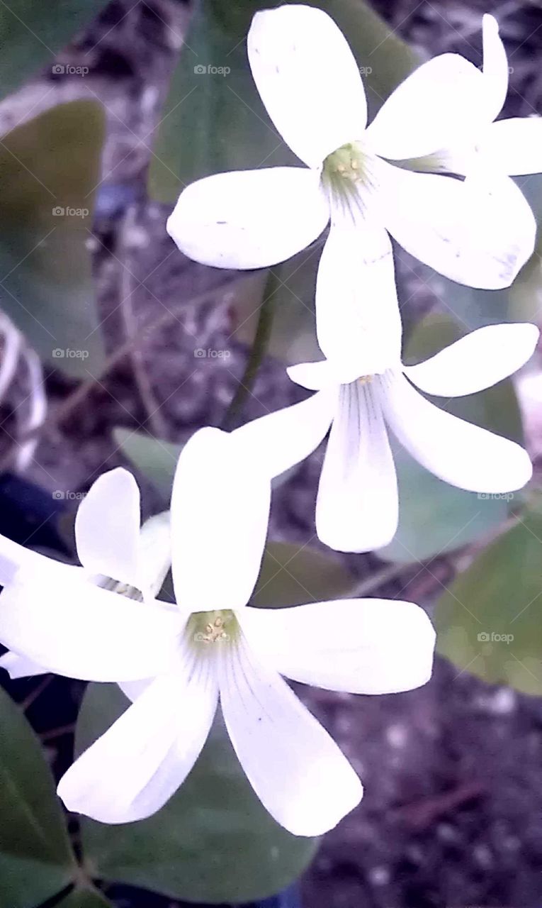 Delicate white Lily blooms in Spring