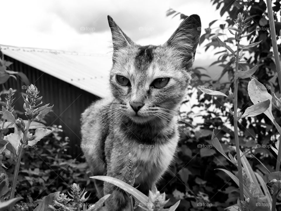 A young barn cat looking around for a prey.