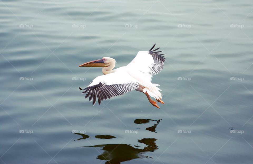 Pelican flying over calm lake