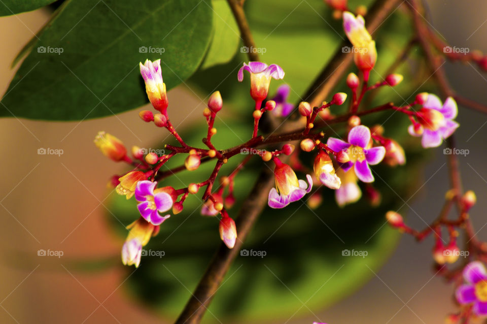 star fruit flower