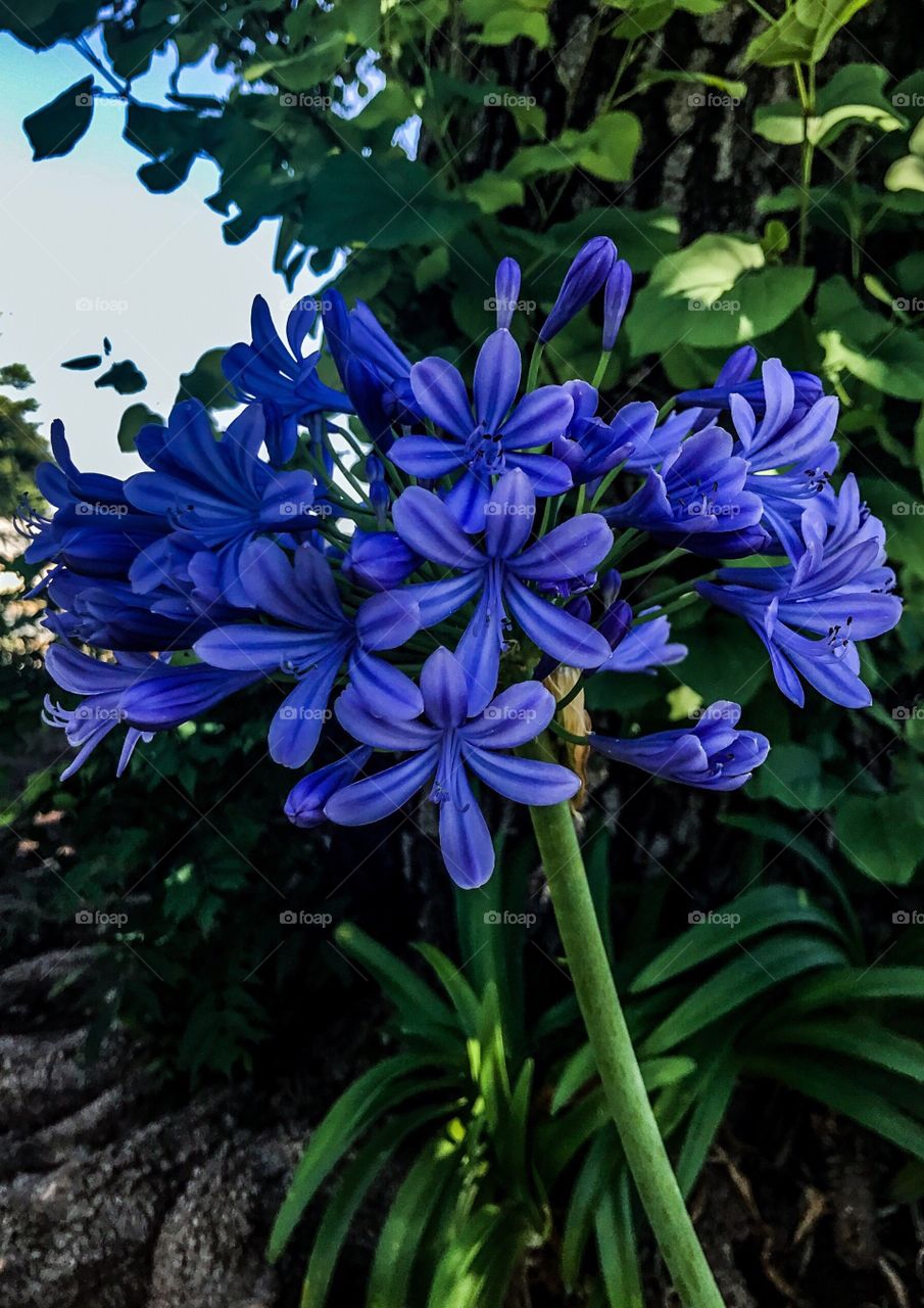 Here are some beautiful blue flowers from my garden.