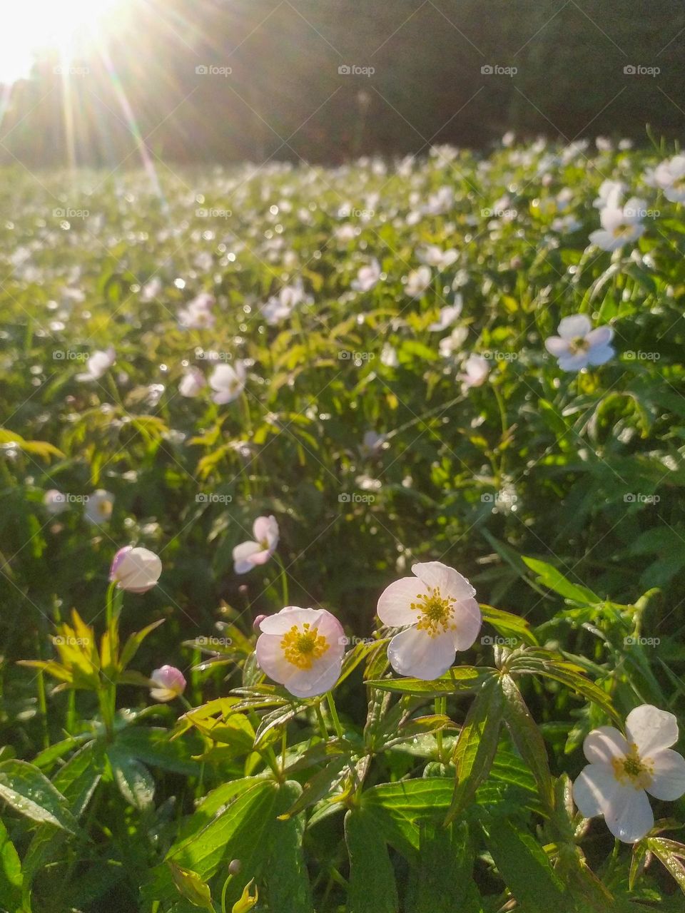 Field of flowers