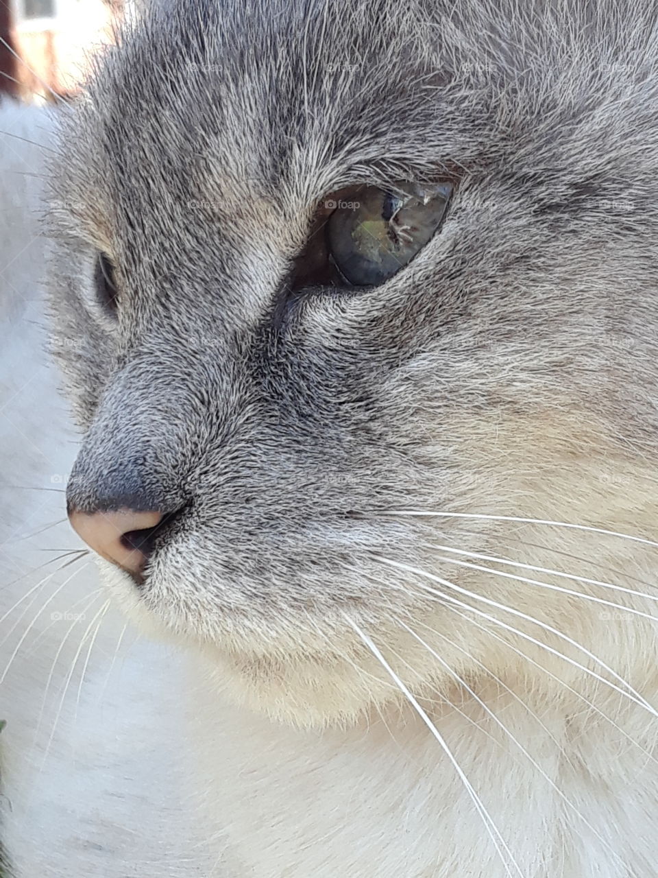 Siamese Tabby Cat Face