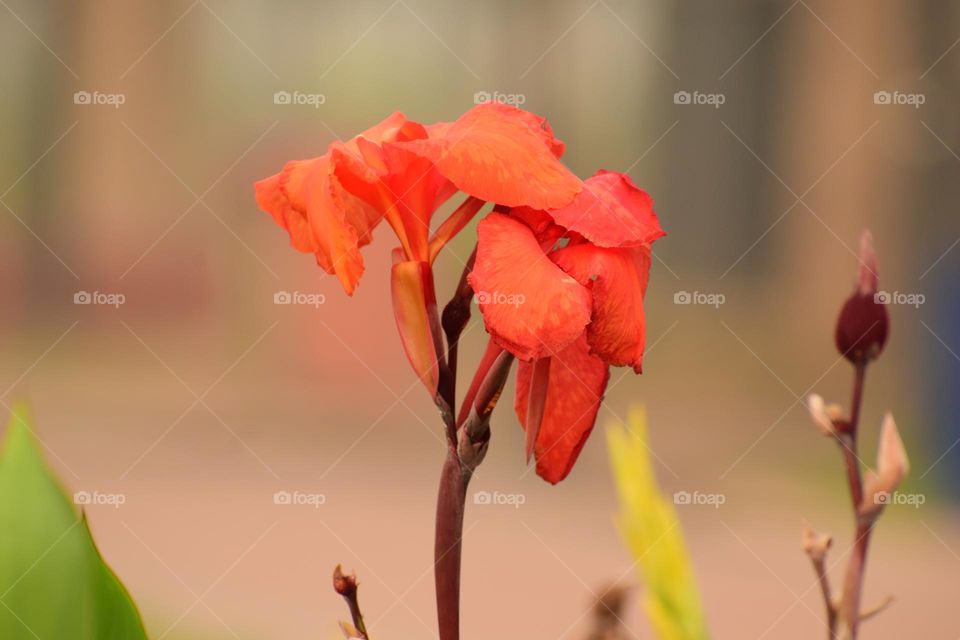 Vivid Orange Big Canna Flower on Blur Background