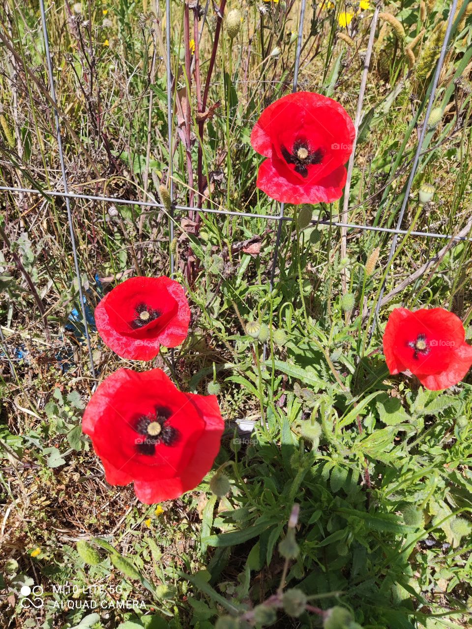 poppy flowers