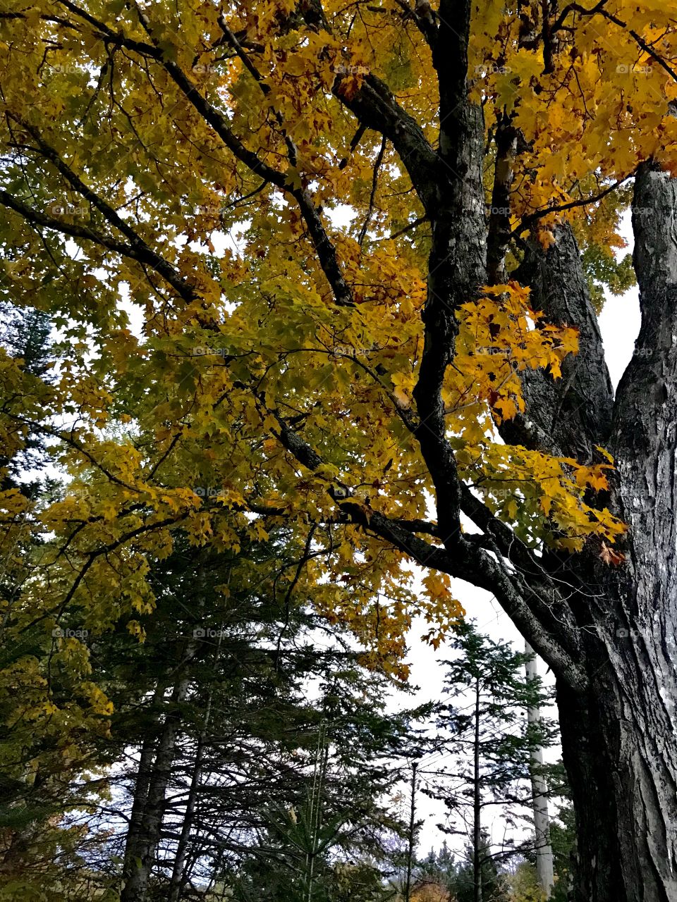 Maple tree in autumn 