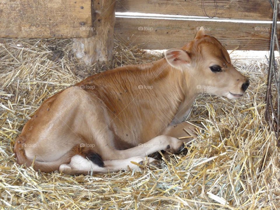 Jersey Calf