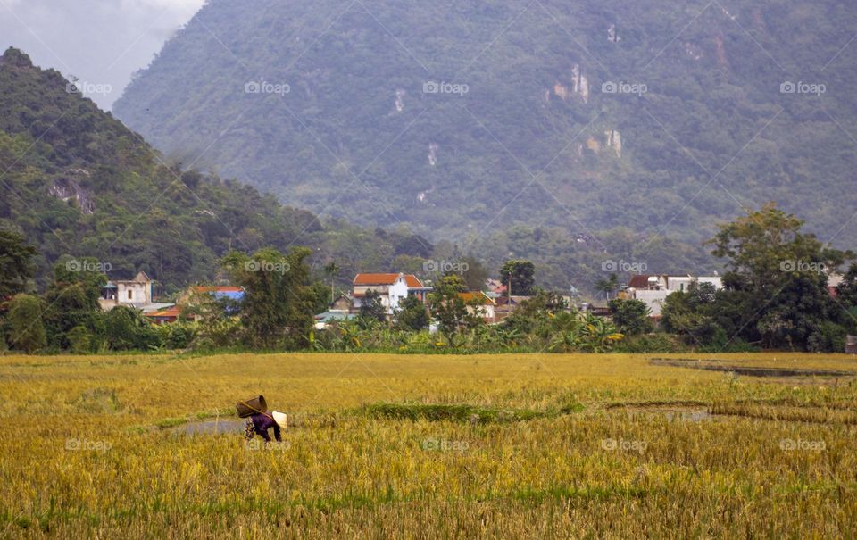 Vietnamese woman working in rice field 