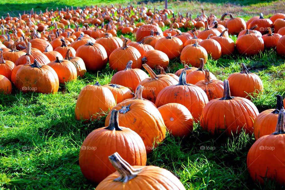 Pumpkin patch 