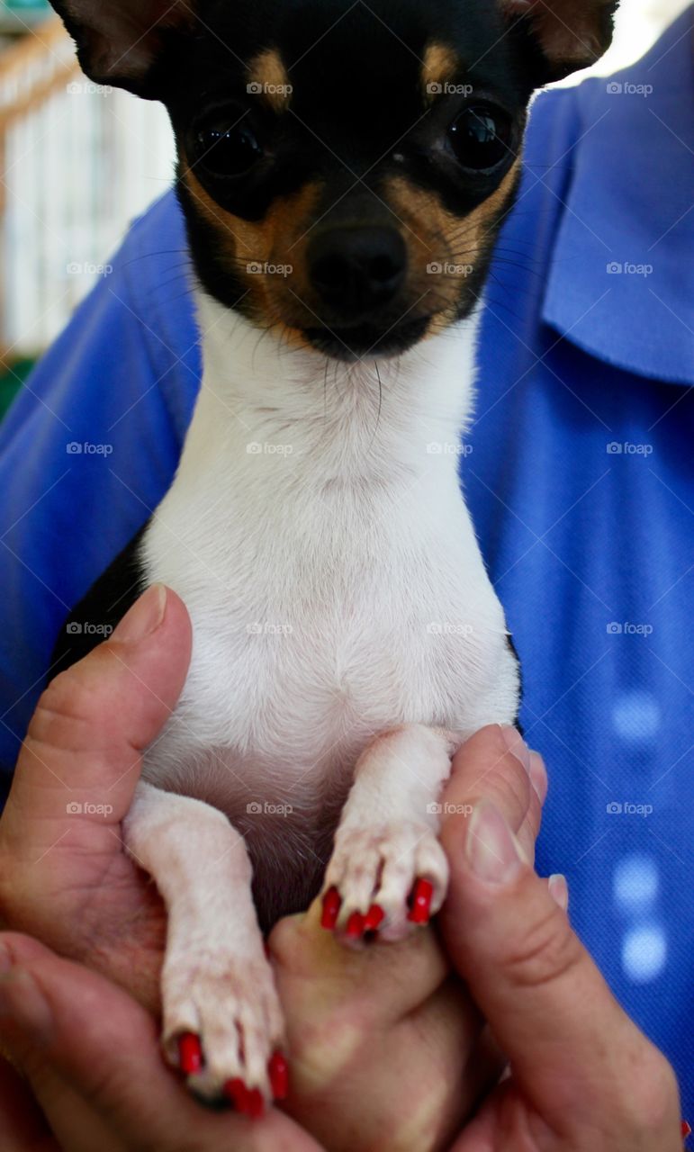 Chihuahua manicure.