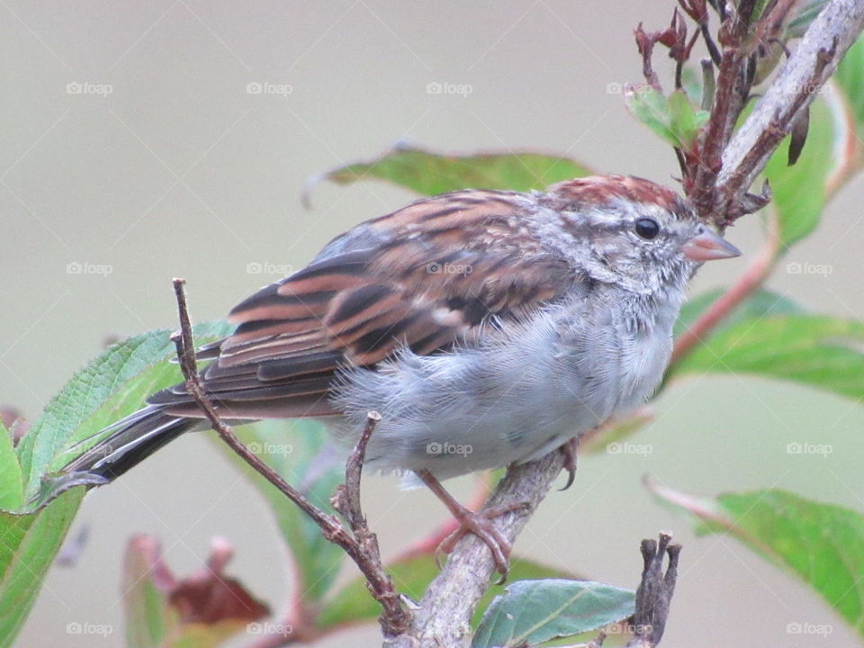 Bird, Wildlife, No Person, Nature, Outdoors