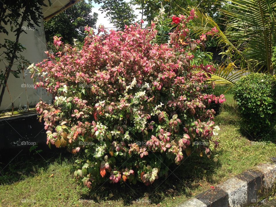 Flower flower 

Location in sragen jawa tengah indonesia


