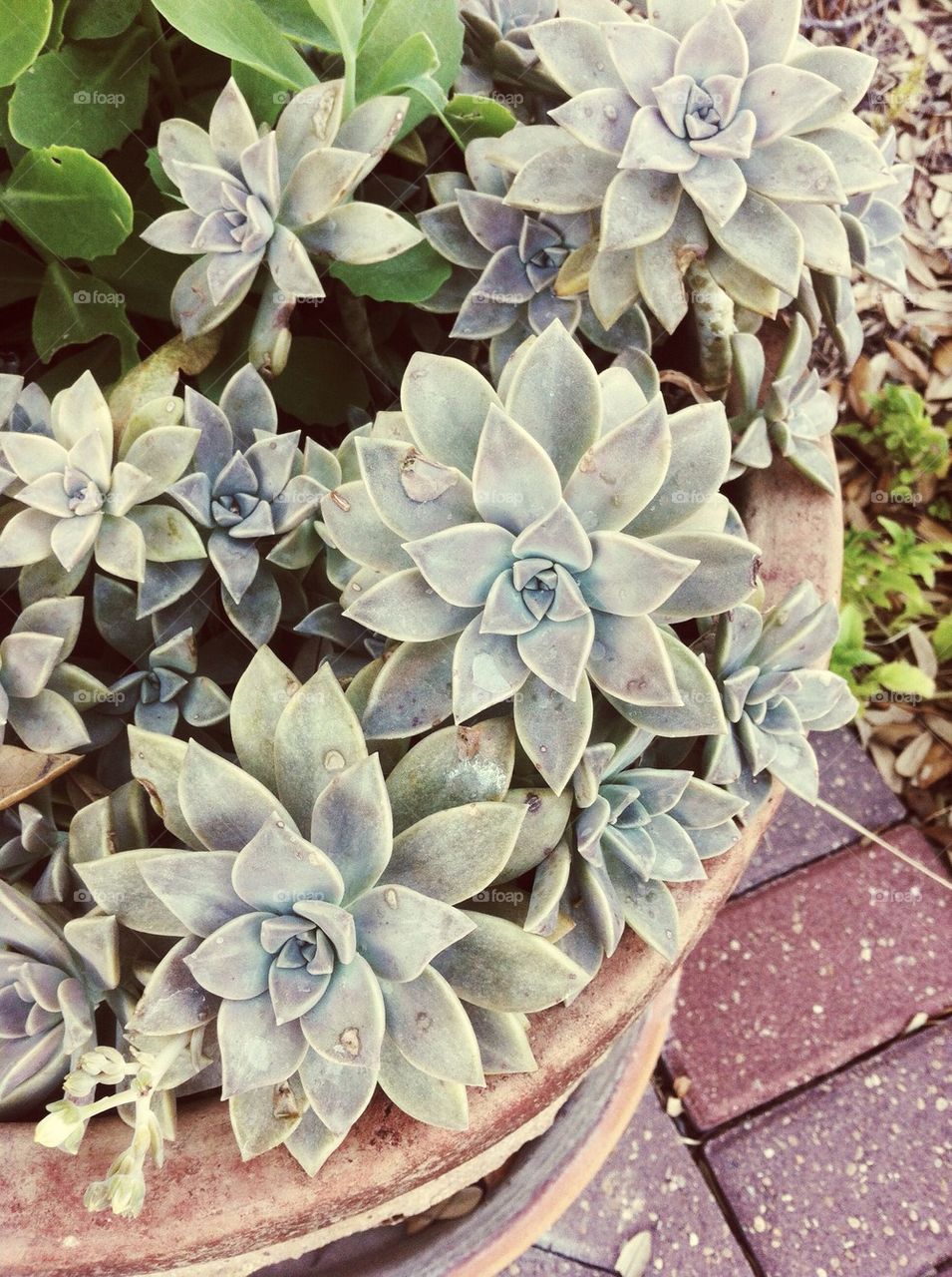 Succulents 