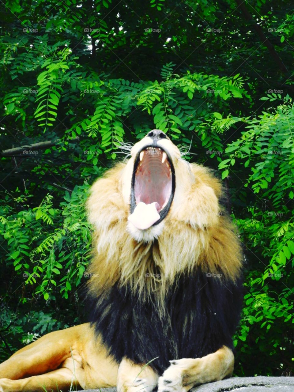lion yawning mouth open