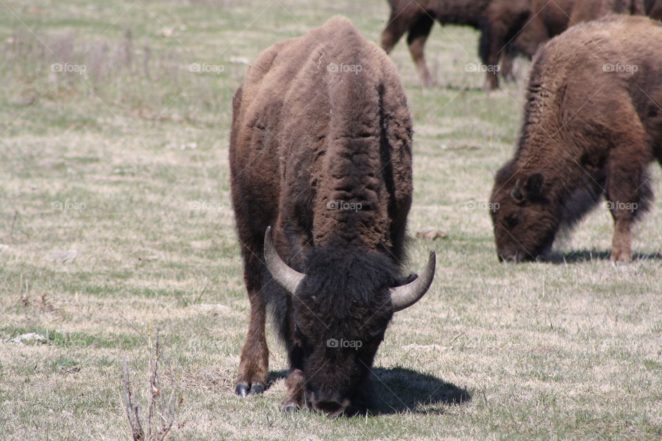 buffalo