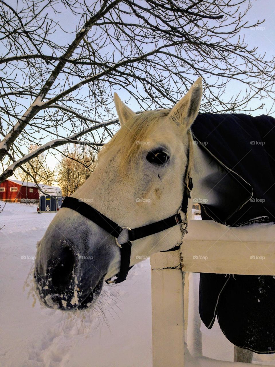 Close up of the funny curious white warm dressed horse sniffing and looking sideways to the camera 