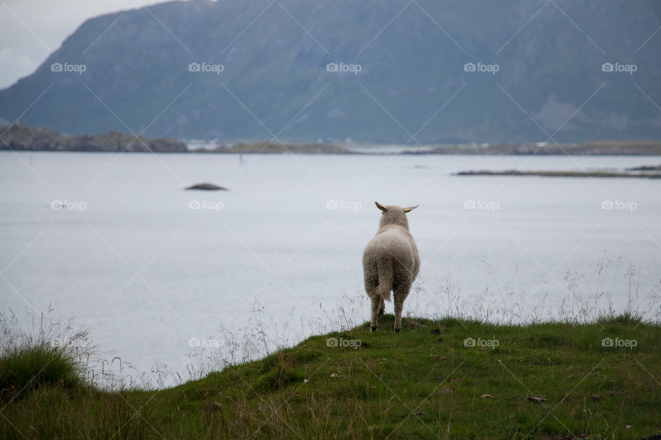 Lofoten islands 