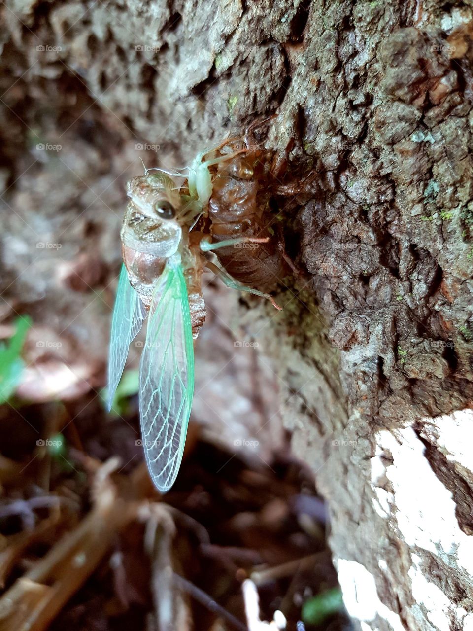 Cicada close-up