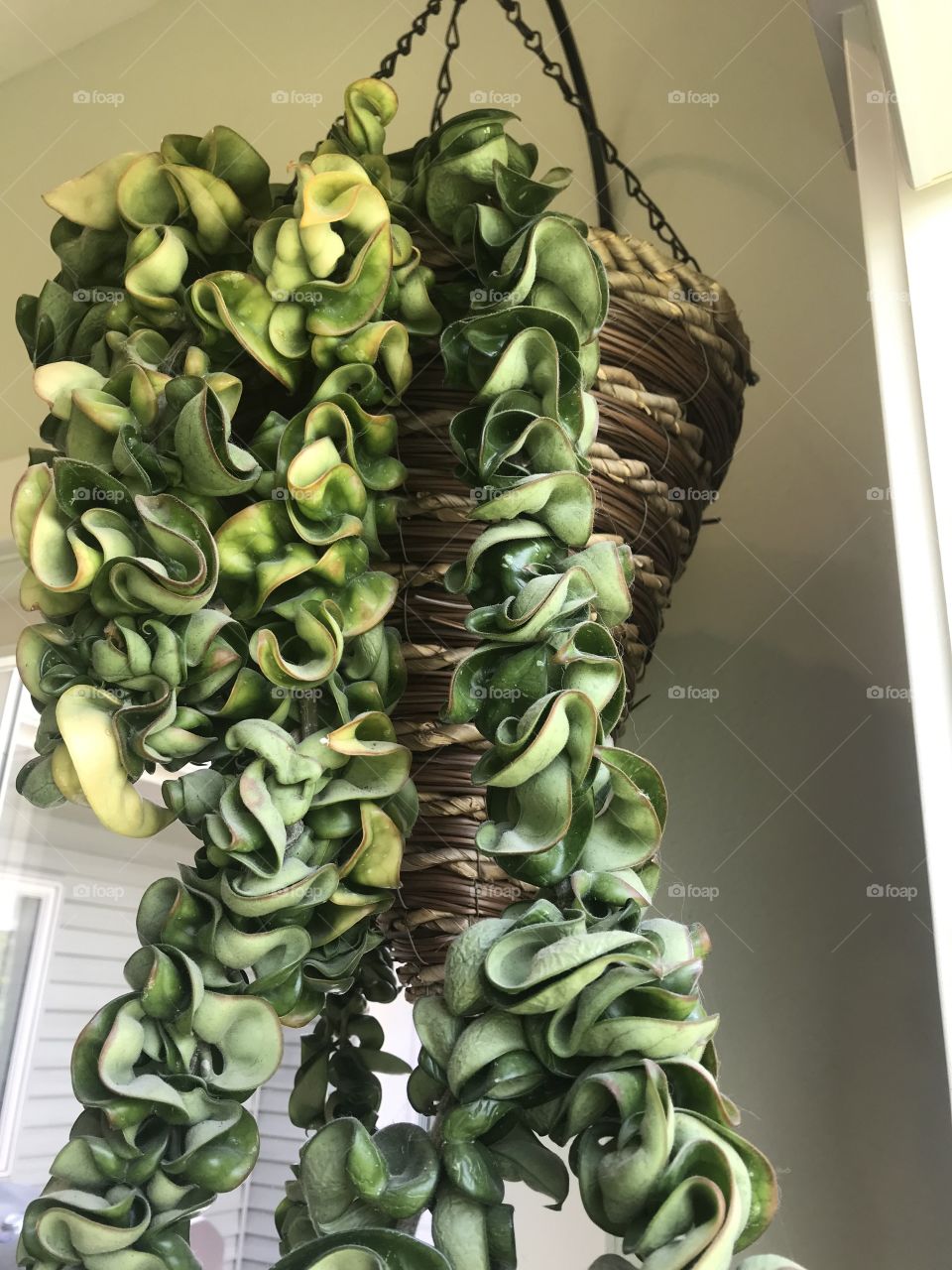 Crazy looking beautiful green plant that hangs from ceiling is quite fun to watch grow! 
