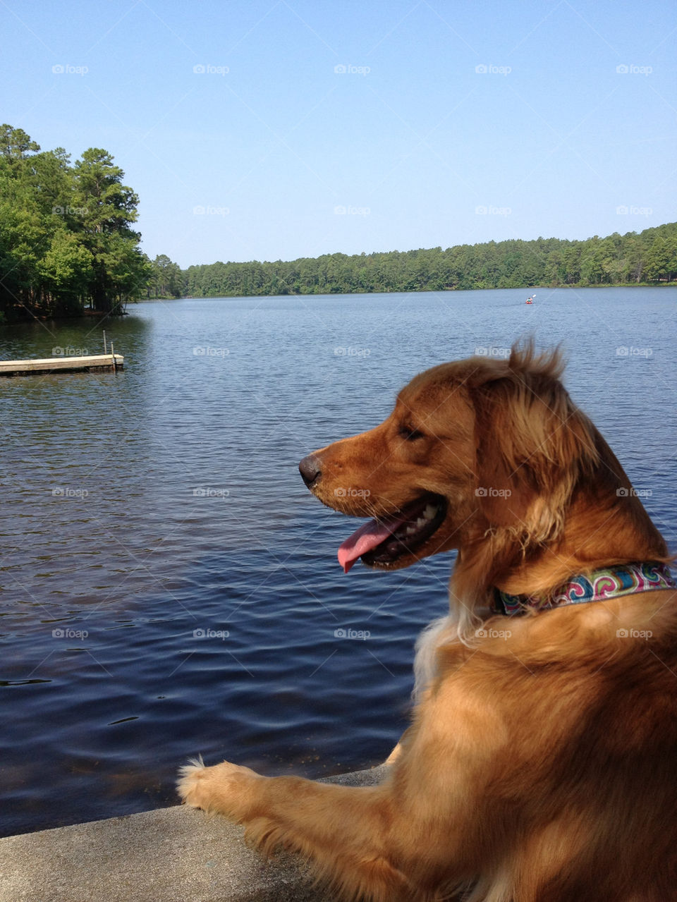 nature summer dog lake by thebigorangedog